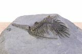 Impressive, Spiny Psychopyge Trilobite - Morocco #381165-2